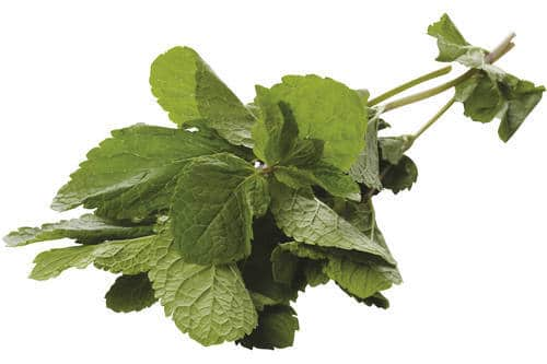 Mint / munt bosje kist 15 stuks