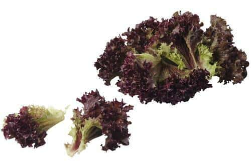 Lollo rosso sla gewassen zak 500 gram