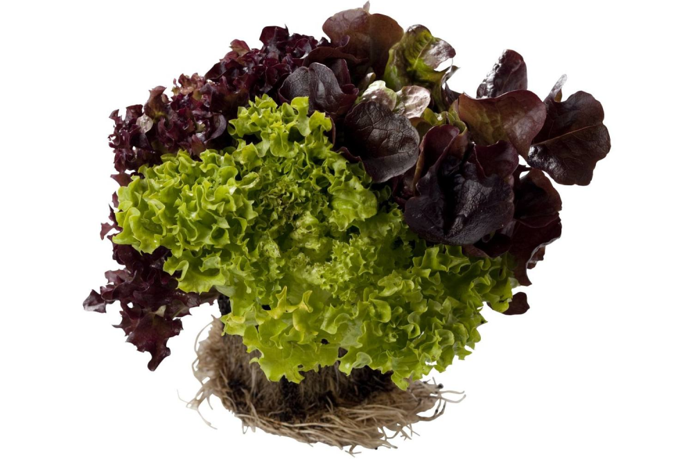 Trio sla ( rosso, bianca, eikenblad ) per stuk