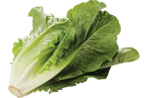 Romeinse sla per krop