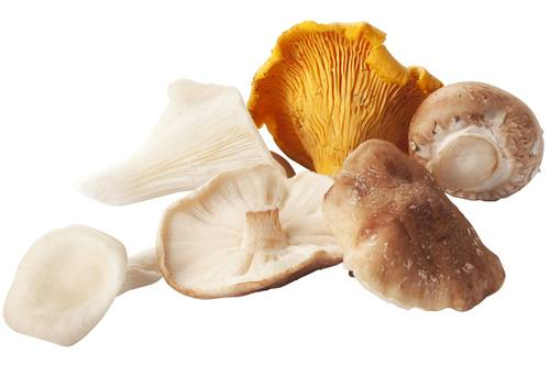 Bospaddenstoelen 500 gram