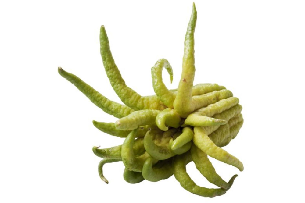 Buddah fingers per stuk