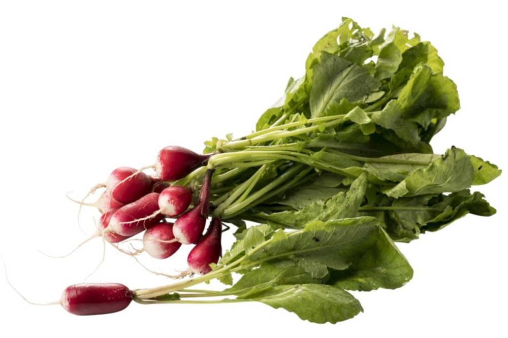 Radijs witpunt bosje per stuk