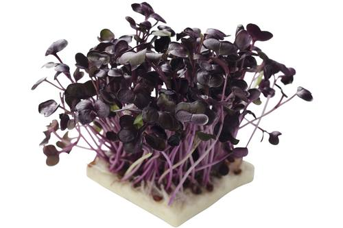 Sakura cress per stuk