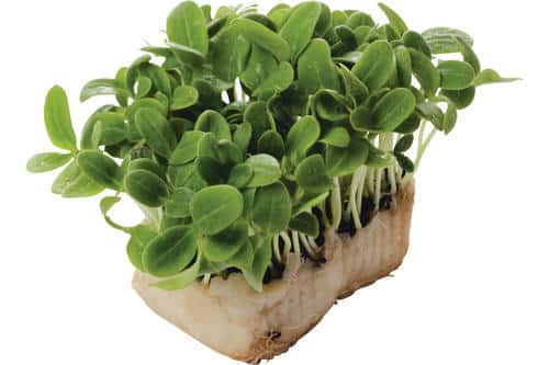 Borage cress per stuk