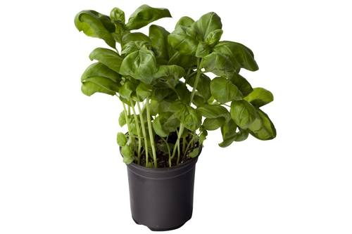 Bio basilicum in pot doos 2 stuks