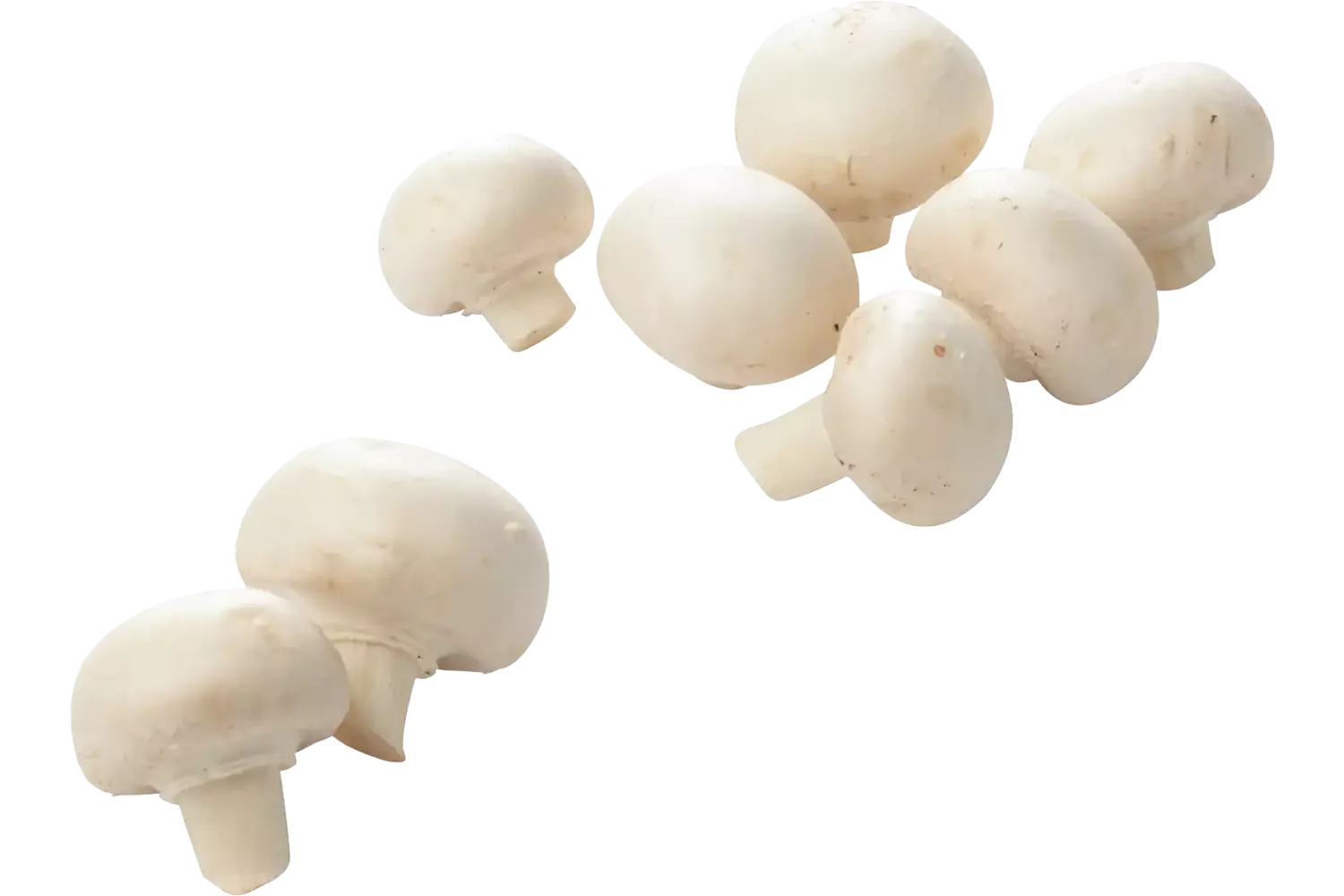Champignon fijn 500 gram