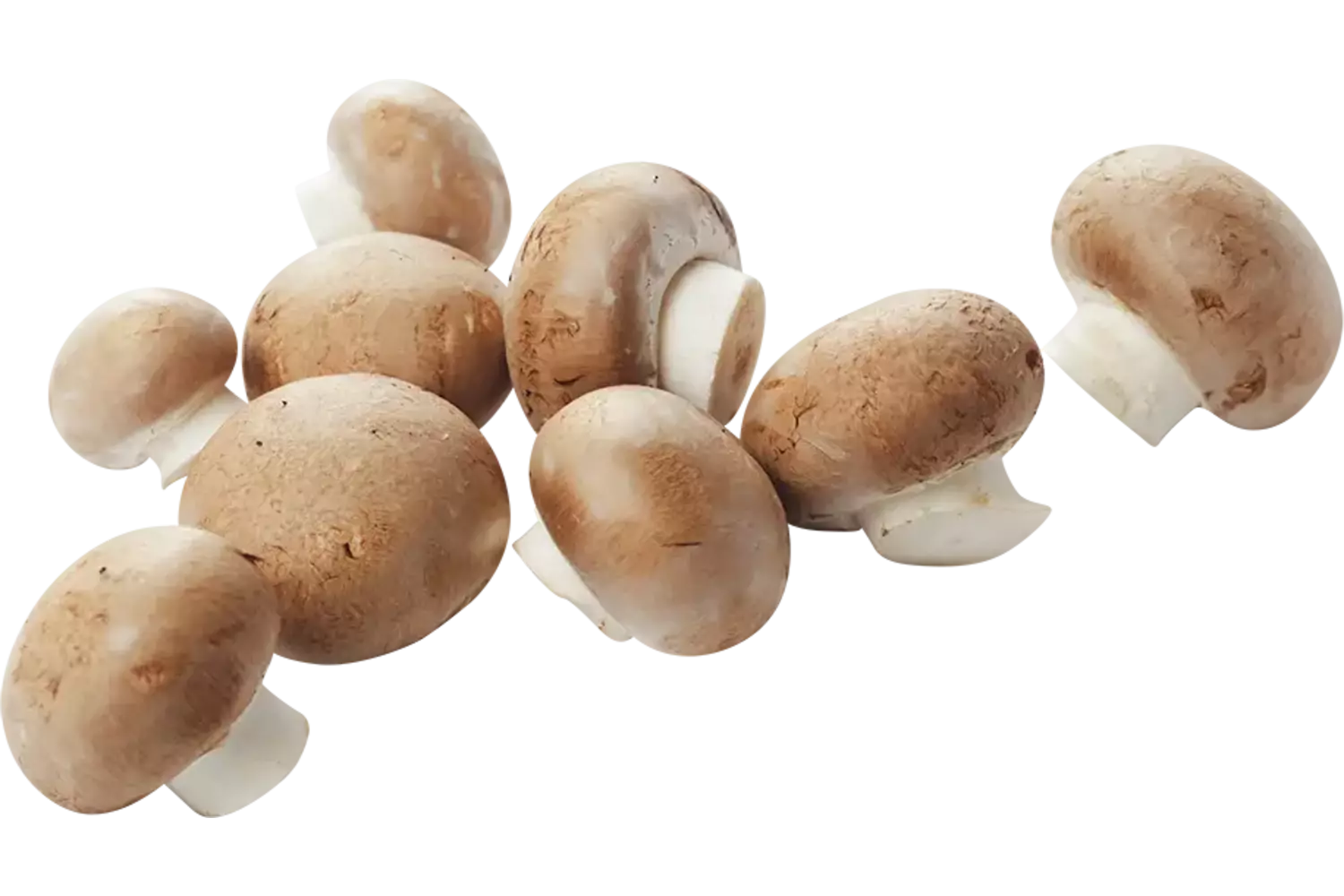 Kastanje champignon 1 kilo