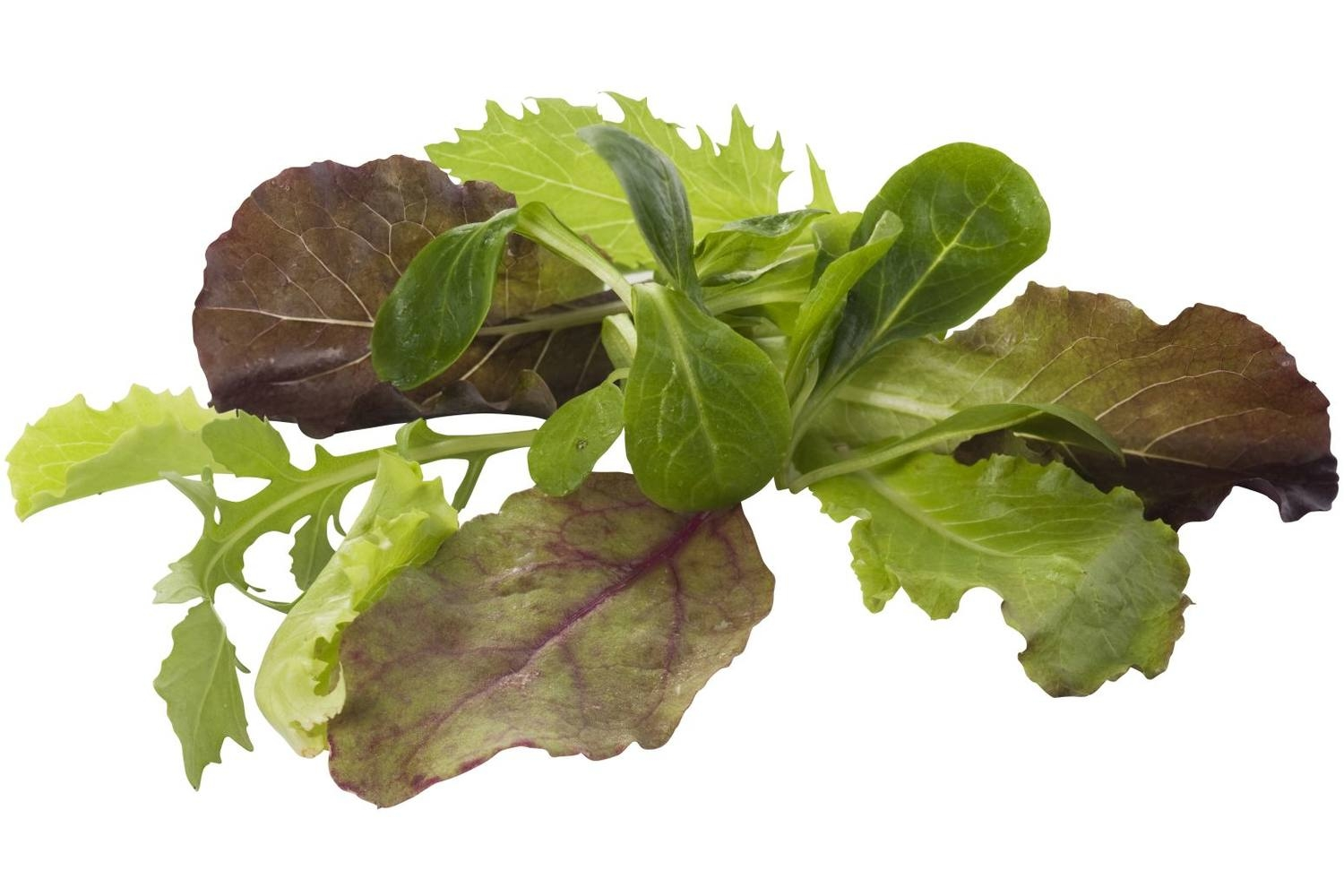 Babyleaf gewassen sla 250 gram