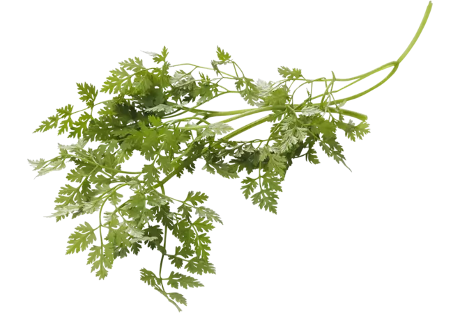 Kervel bosje 75 / 80 gram kist 15 stuks