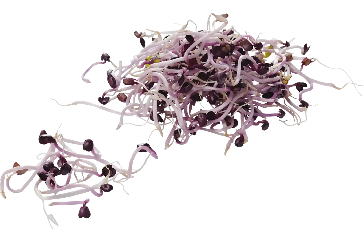 Rode radijs sangoscheut 50 gram