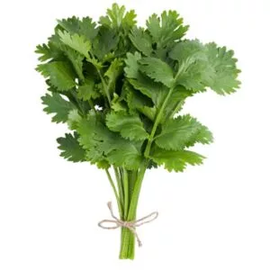 Koriander per bosje