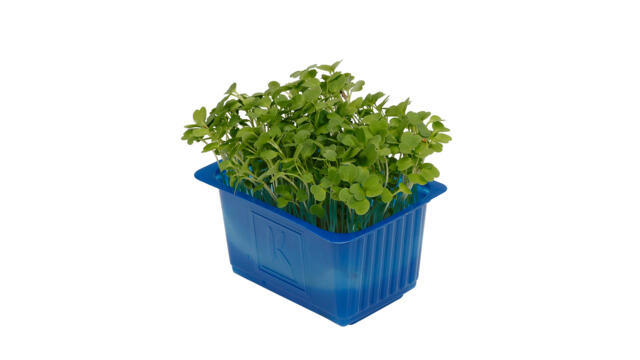 Rucola cress per stuk