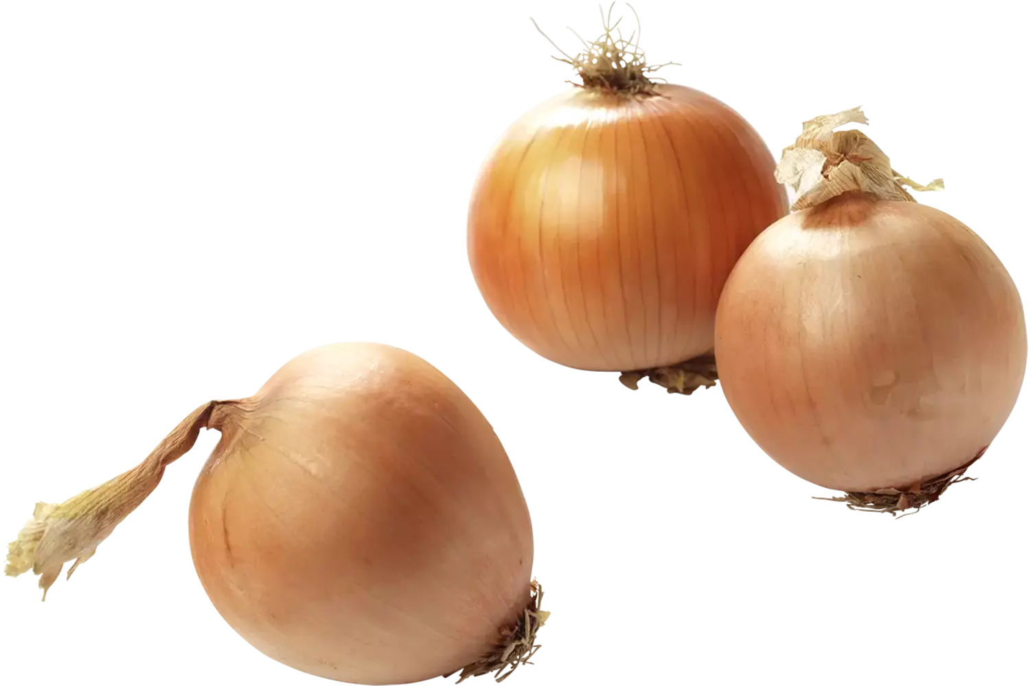 Uien bonken 100/120 zak per 1 kilo