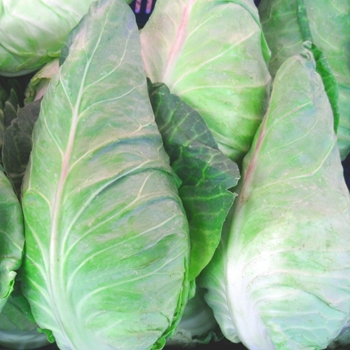 Spitskool ± 800-900 gram per knol