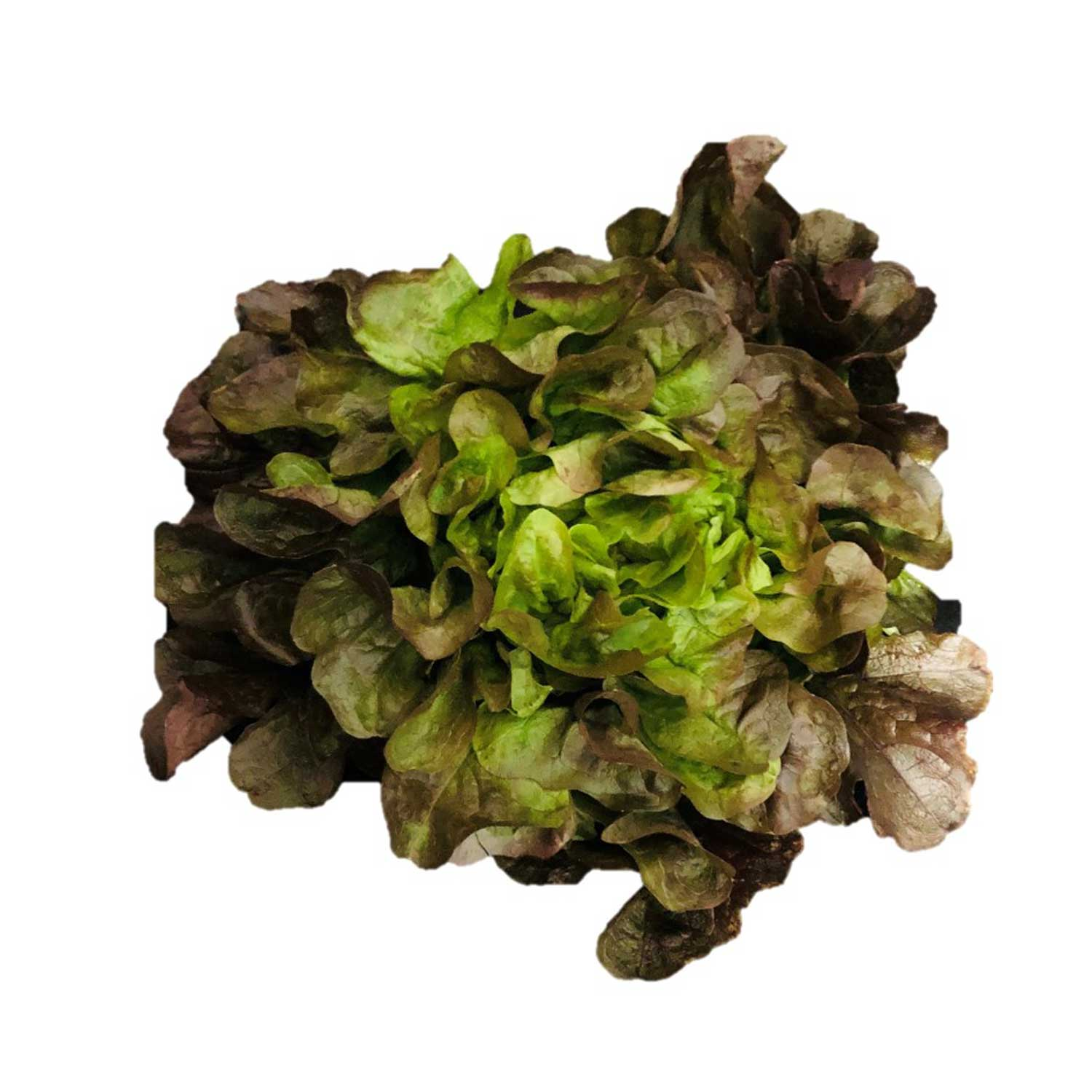 Eikenblad sla per krop