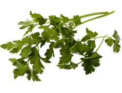 Bladpeterselie per bosje