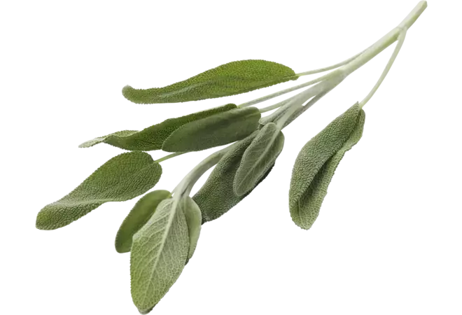 Salie vers per bosje