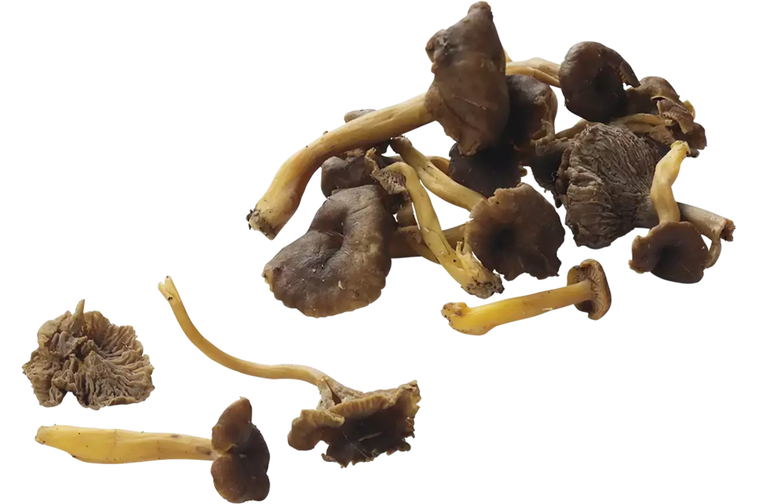 Cantharellen jeaunne doos 1 kilo