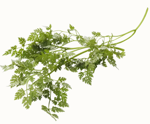 Kervel per bosje 75-80 gr